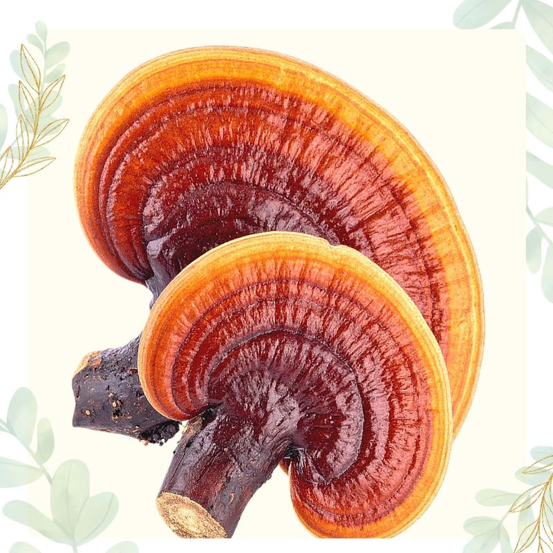Reishi mushrooms
