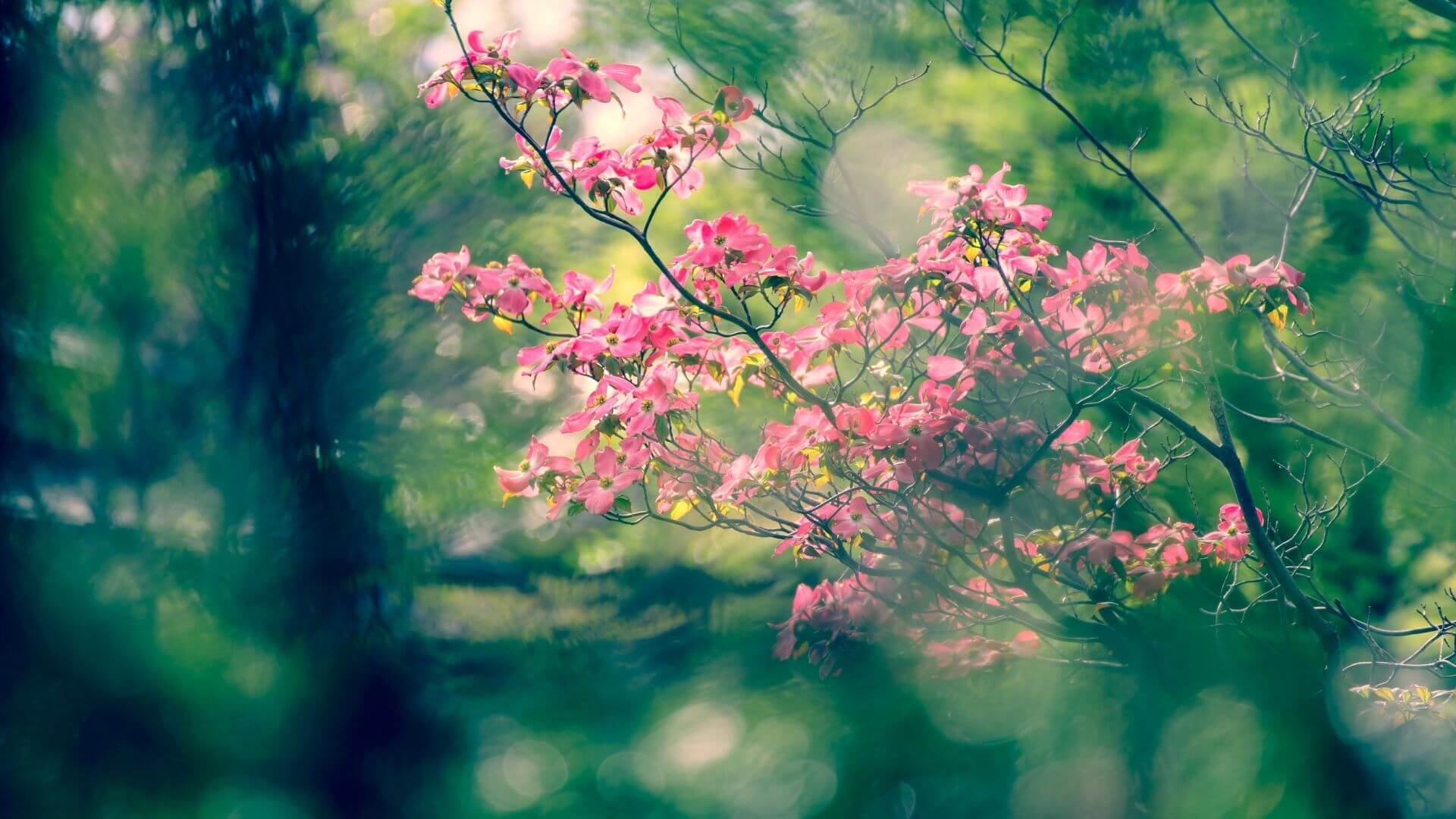 a picture of pretty pink flowers on a tree